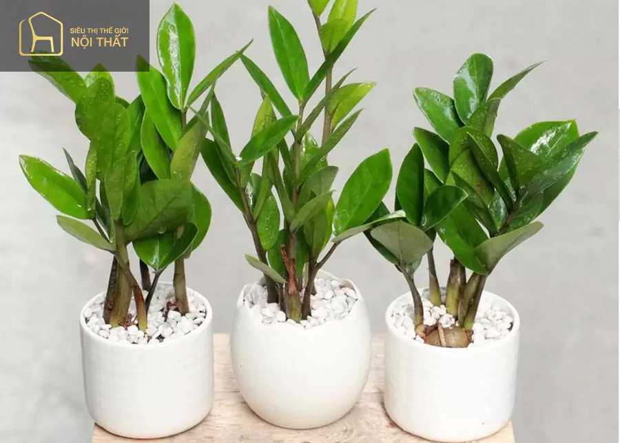 Trang trí cây xanh trong phòng ngủ 3 Cây kim tiền