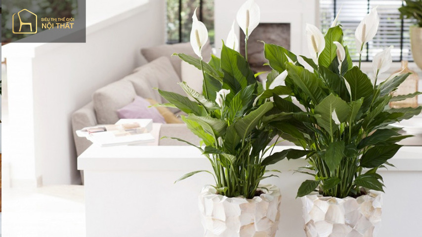Trang trí cây xanh trong phòng ngủ 6 Cây bình an