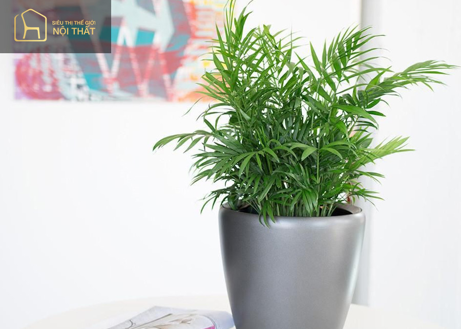 Cây gia bì xanh là giống cây vượng khí cho nữ mệnh Hỏa Cây gia bì xanh là giống cây vượng khí cho nữ mệnh Hỏa