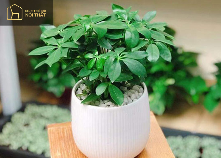 Cây cau tiểu trâm mang đến may mắn, sức khỏe Cây cau tiểu trâm mang đến may mắn, sức khỏe