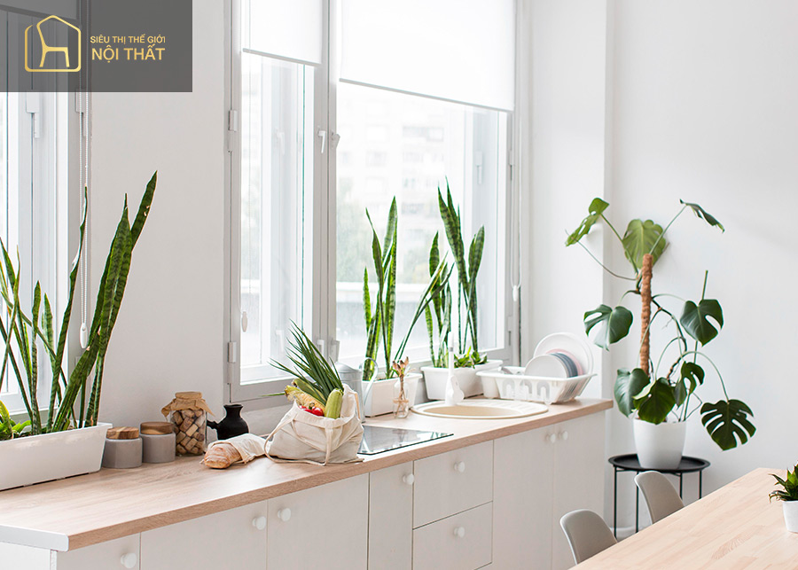 Người mệnh kim hợp cây gì để hút may mắn và tài lộc Người mệnh kim hợp cây gì để hút may mắn và tài lộc
