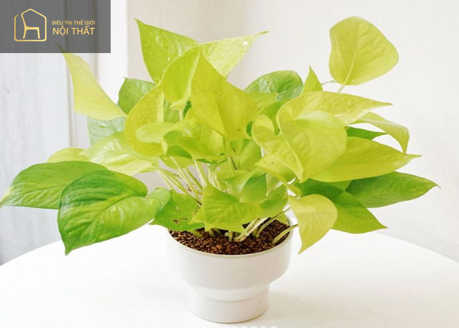 Cây cảnh gì hợp mệnh Kim? Bạn có thể chọn Trầu Bà Vàng Cây cảnh gì hợp mệnh Kim? Bạn có thể chọn Trầu Bà Vàng