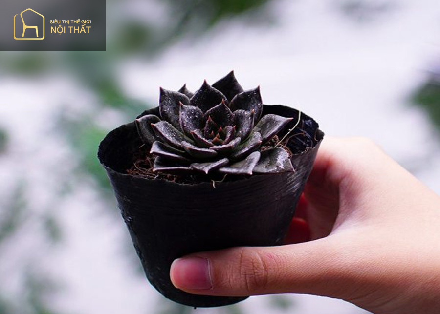 Cây sen đá nâu mang lại vận khí tốt cho người mệnh Kim Cây sen đá nâu mang lại vận khí tốt cho người mệnh Kim