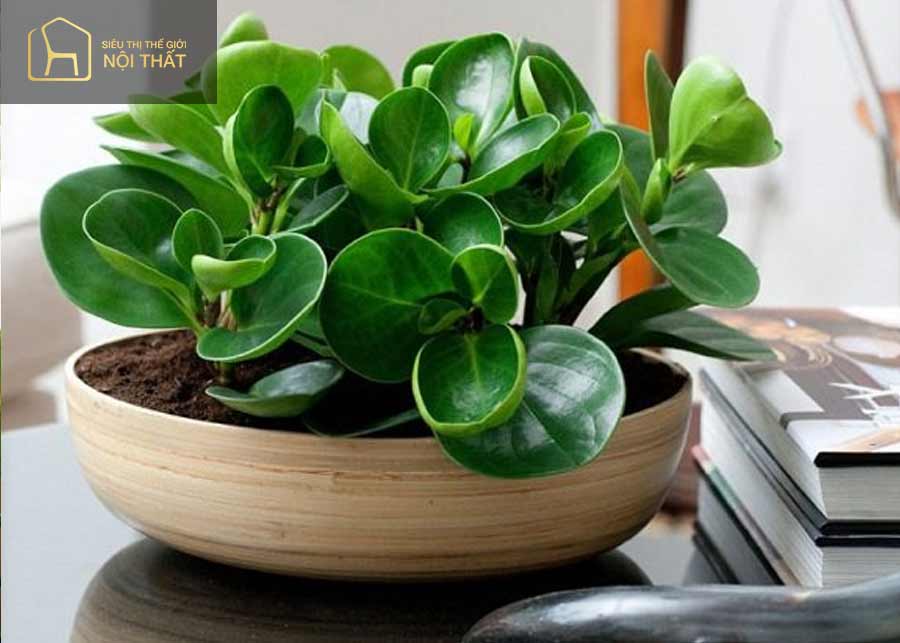 Cây trường sinh mang sự may mắn cho người mệnh Mộc Cây trường sinh mang sự may mắn cho người mệnh Mộc