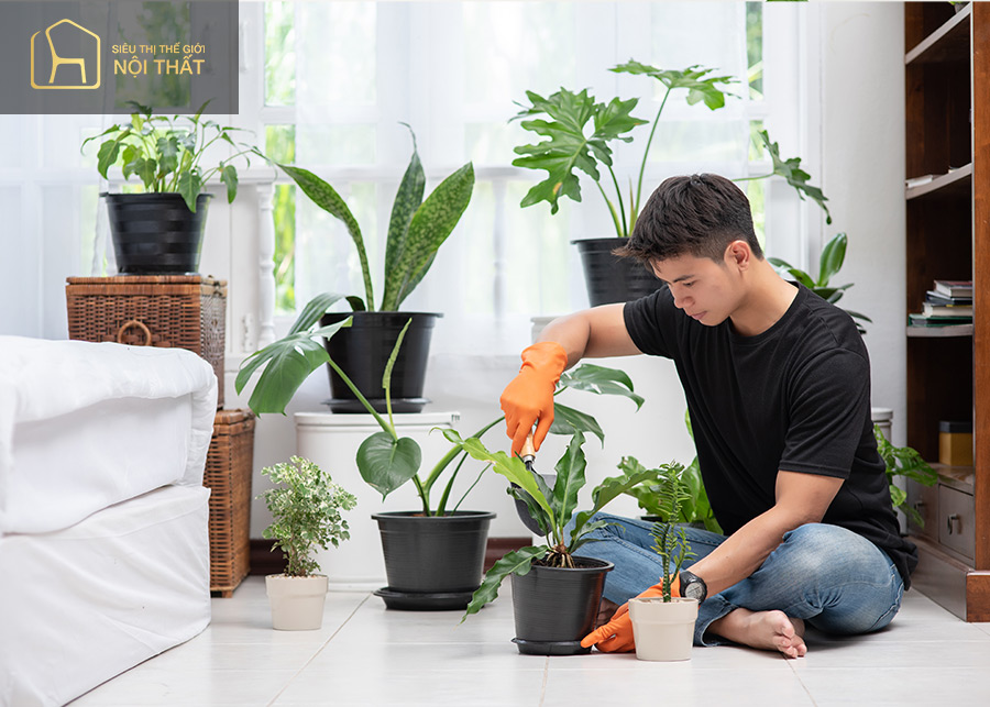 Mệnh Mộc nên trồng cây xanh nào phù hợp? Mệnh Mộc nên trồng cây xanh nào phù hợp?