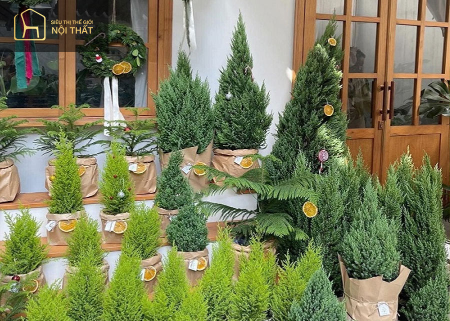 Cây Thông Thơm giúp người mệnh Mộc hóa giải vận xui Cây Thông Thơm giúp người mệnh Mộc hóa giải vận xui