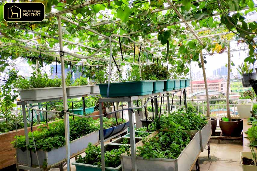 vườn trên sân thượng nhỏ