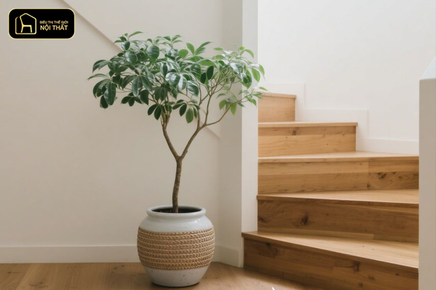 Số bậc cầu thang phong thủy 